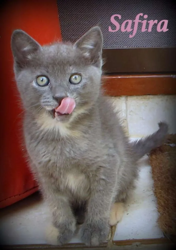 Gato ra a SRD idade Abaixo de 2 meses nome Safira