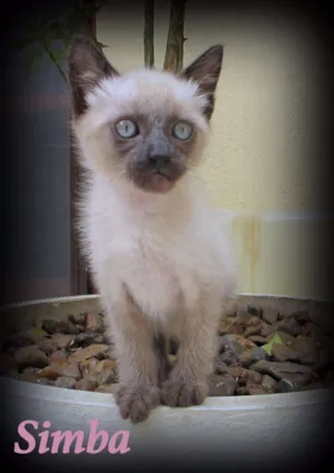 Gato raça SRD idade Abaixo de 2 meses nome Simba