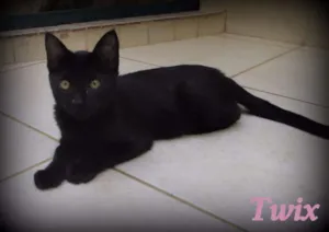 Gato raça SRD idade 2 a 6 meses nome Twix