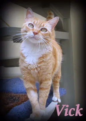 Gato raça SRD idade 1 ano nome Vick