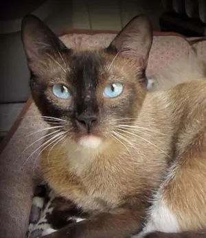 Gato raça SRD idade 1 ano nome Cindy