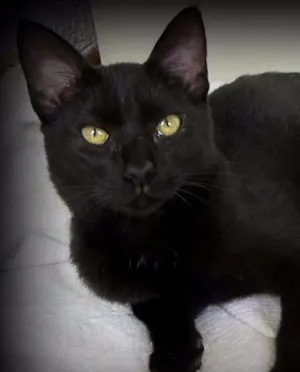 Gato raça SRD idade 2 a 6 meses nome Chokito