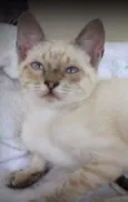 Chico
