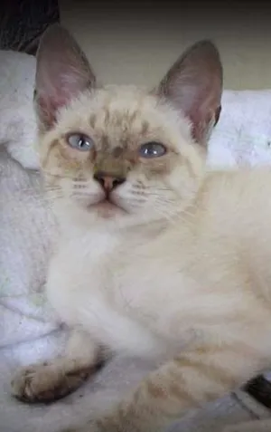 Gato raça SRD idade 2 a 6 meses nome Chico