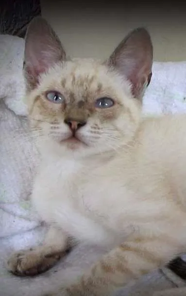 Gato ra a SRD idade 2 a 6 meses nome Chico