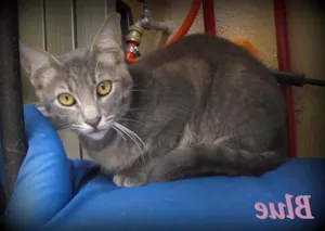 Gato raça SRD idade 7 a 11 meses nome Blue