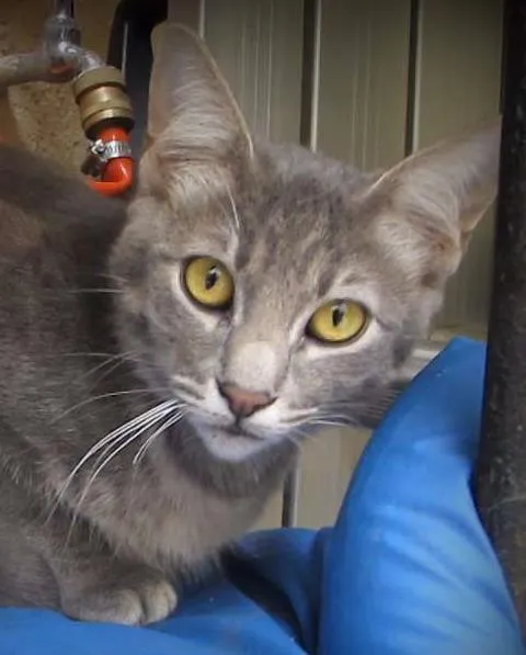 Gato ra a SRD idade 7 a 11 meses nome Blue