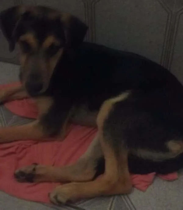 Cachorro ra a Vira lata idade 2 a 6 meses nome Scoob 