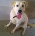 Tobby