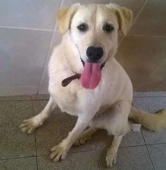 Cachorro ra a Labrador com boxer idade 7 a 11 meses nome Tobby