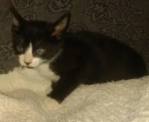 Gato raça srd idade Abaixo de 2 meses nome sem nome