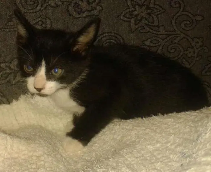 Gato ra a srd idade Abaixo de 2 meses nome sem nome