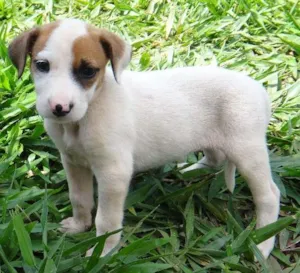 Cachorro raça PREDOMINÂNCIA DE VIRA-LATA POR PARTE DA MÃE idade Abaixo de 2 meses nome FÊMEA 03