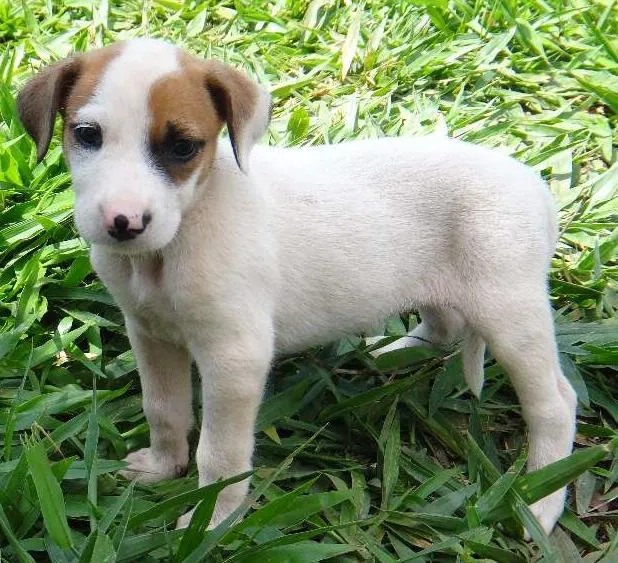 Cachorro ra a PREDOMINÂNCIA DE VIRA-LATA POR PARTE DA MÃE idade Abaixo de 2 meses nome FÊMEA 03