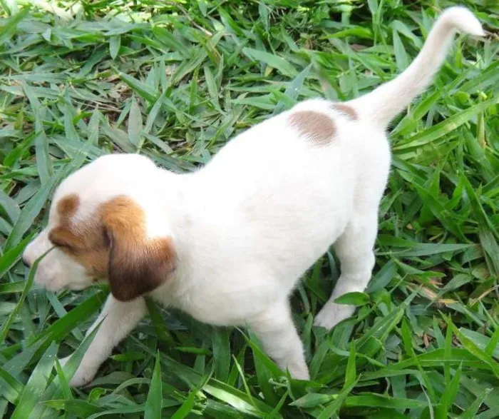 Cachorro ra a PREDOMINÂNCIA DE VIRA-LATA POR PARTE DA MÃE idade Abaixo de 2 meses nome FÊMEA 02