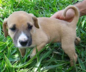 Cachorro raça PREDOMINÂNCIA DE VIRA-LATA POR PARTE DA MÃE idade  nome FÊMEA 01