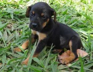 Cachorro raça PREDOMINÂNCIA DE VIRA-LATA POR PARTE DA MÃE idade Abaixo de 2 meses nome MACHO 05