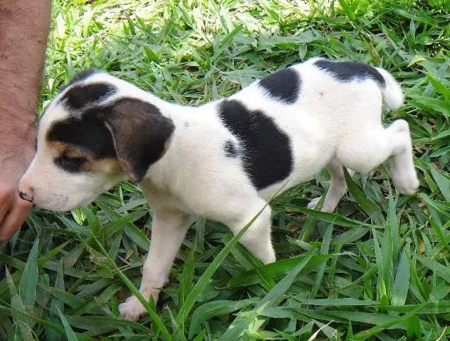 Cachorro ra a PREDOMINÂNCIA DE VIRA-LATA POR PARTE DA MÃE idade Abaixo de 2 meses nome MACHO 04