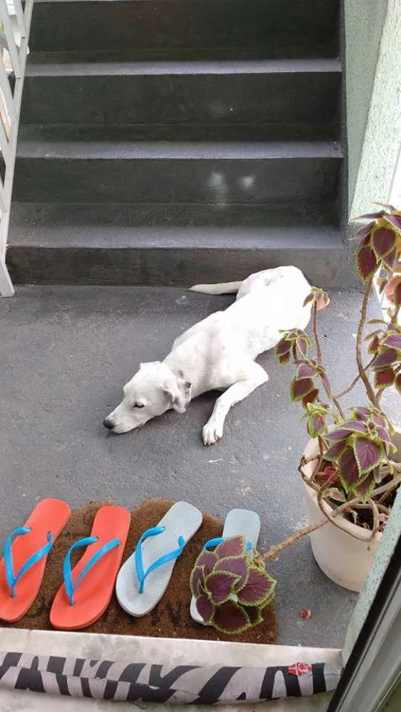 Cachorro raça SRD idade 1 ano nome sem nome