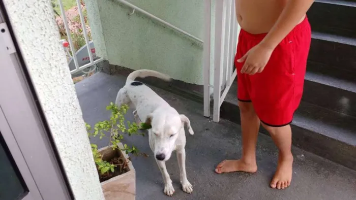 Cachorro raça SRD idade 1 ano nome sem nome