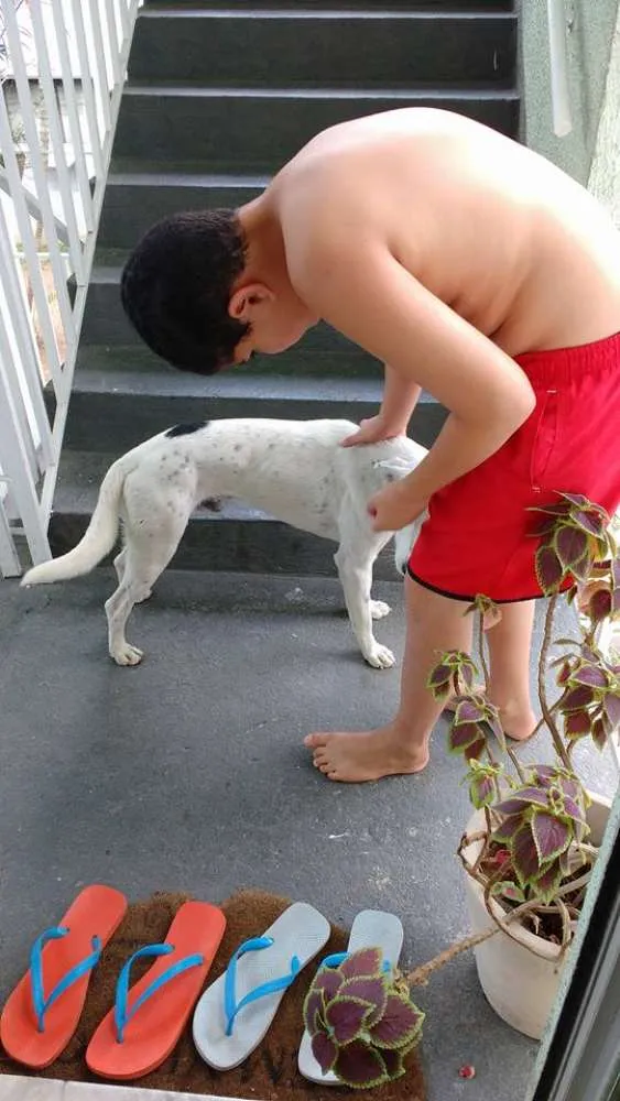 Cachorro raça SRD idade 1 ano nome sem nome