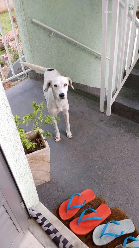 Cachorro raça SRD idade 1 ano nome sem nome