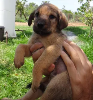 Cachorro raça PREDOMINÂNCIA DE VIRA-LATA POR PARTE DA MÃE idade 2 a 6 meses nome MACHO 03