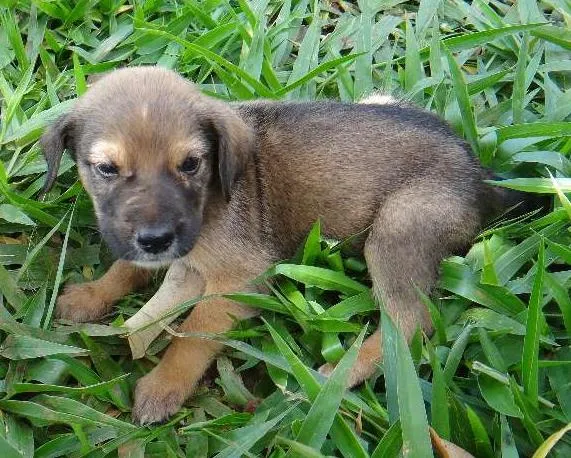 Cachorro ra a PREDOMINÂNCIA DE VIRA-LATA POR PARTE DA MÃE idade 2 a 6 meses nome MACHO 02