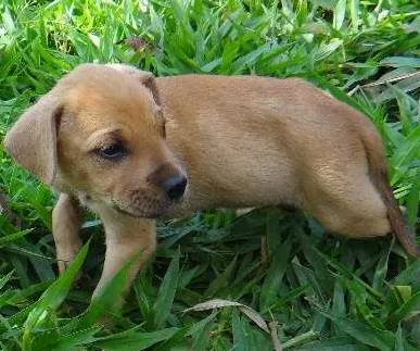 Cachorro ra a PREDOMINÂNCIA DE VIRA-LATA POR PARTE DA MÃE idade Abaixo de 2 meses nome MACHO 01