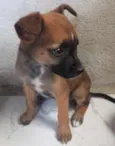 Mel