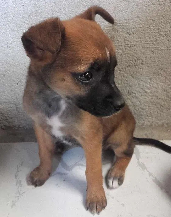Cachorro ra a Vira lata idade 2 a 6 meses nome Mel