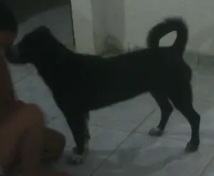 Cachorro raça Vira latas  idade 7 a 11 meses nome Preta
