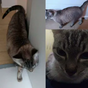 Gato raça Sem raça idade 1 ano nome Não tem