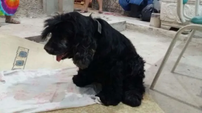Cachorro ra a Cocker idade 6 ou mais anos nome Negão