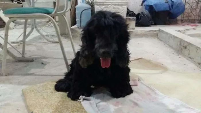 Cachorro ra a Cocker idade 6 ou mais anos nome Negão