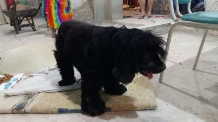 Cachorro ra a Cocker idade 6 ou mais anos nome Negão