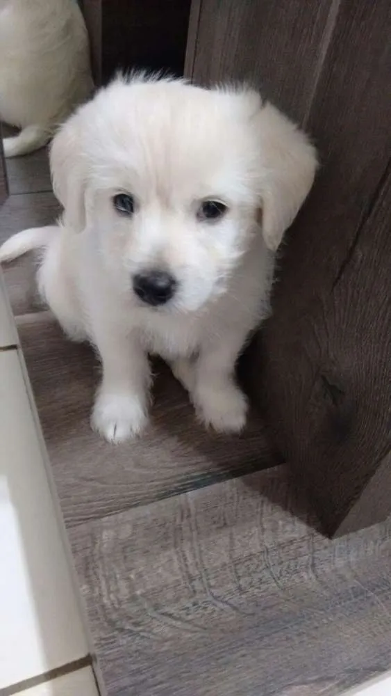 Cachorro ra a Srd idade 2 a 6 meses nome Filhotes Mercedes