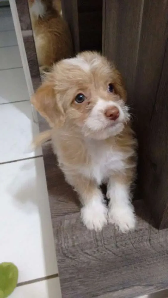 Cachorro ra a Srd idade 2 a 6 meses nome Filhotes Mercedes