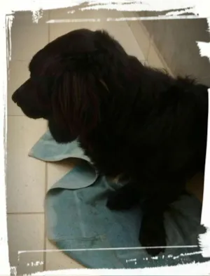 Cachorro raça indefinida idade 1 ano nome Snoop