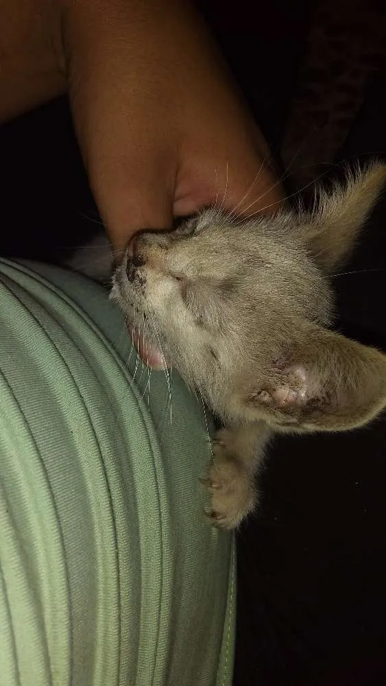 Gato raça Sem raça definida idade Abaixo de 2 meses nome Ainda não tem