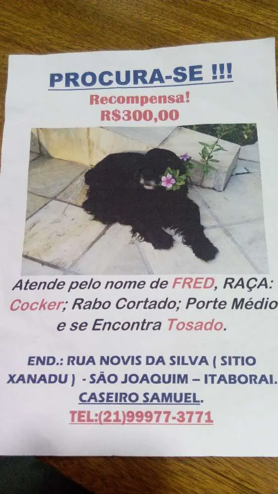 Cachorro ra a Coker Spainel idade 6 ou mais anos nome Fred