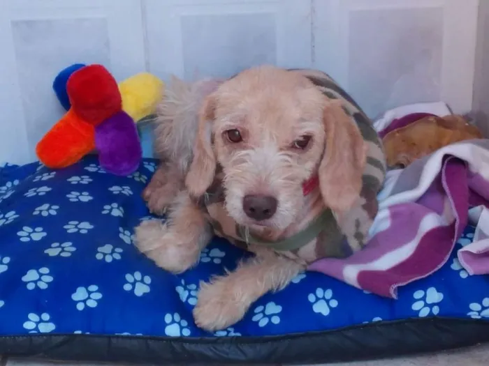 Cachorro ra a mesticinha idade 1 ano nome Belinha