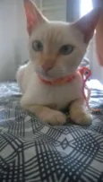 Gato 