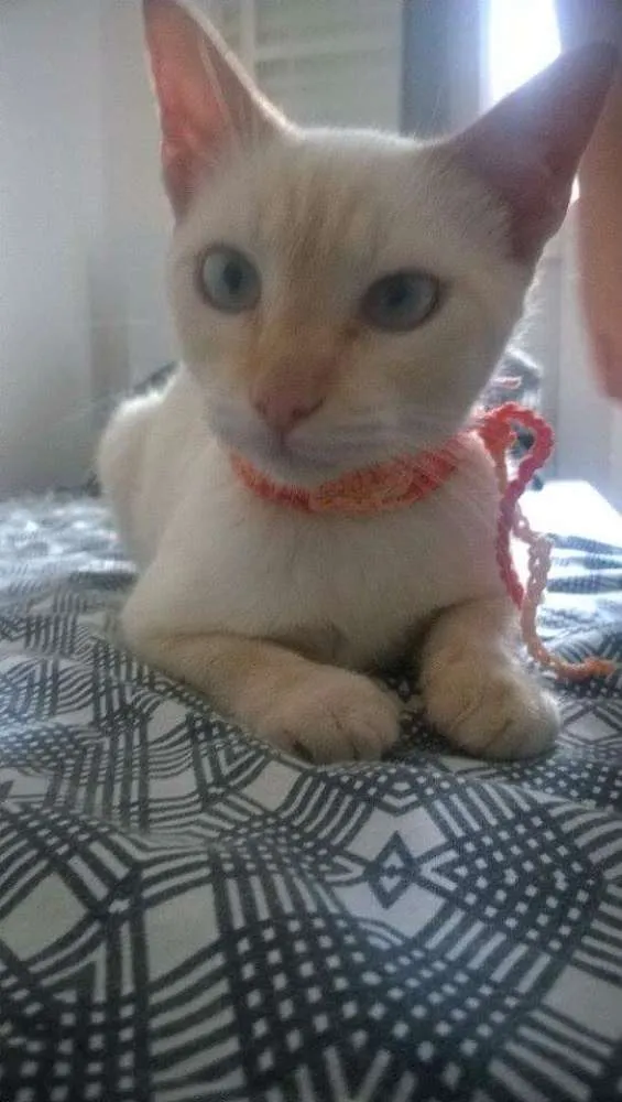 Gato ra a Srd idade 2 a 6 meses nome Gato 