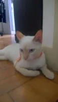 Gato 