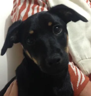 Cachorro raça Sem raça definida idade 2 a 6 meses nome Pepita