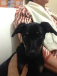 Pepita