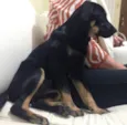 Pepita