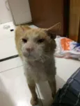 Dinho Leão