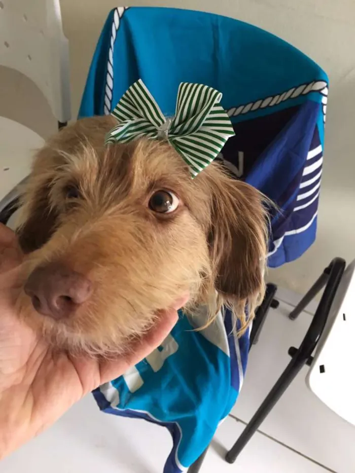 Cachorro ra a SRD idade 7 a 11 meses nome BOMBOM